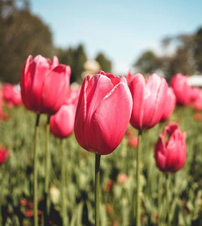 Det er ikke svÃ¦rt at dyrke tulipaner